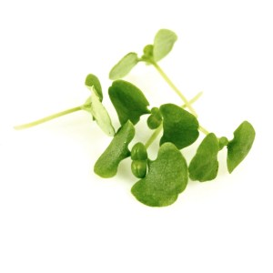 Bazalka Genovese92